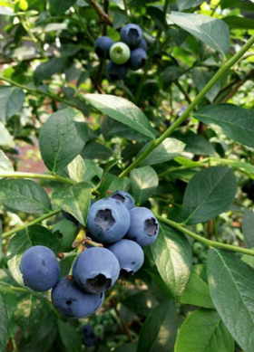 顺丰空运到家，云南高山生态蓝莓花香蓝莓，果味浓郁基地直邮