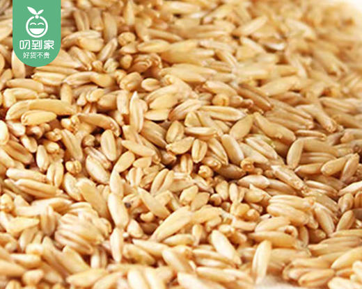 兴安盟碱地天山白金燕窝麦/1包（450g） 商品图1