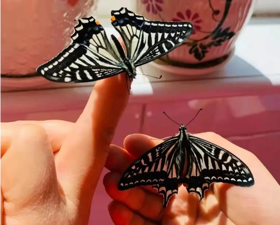 蝴蝶羽化观察盲盒 5只蛹超量装 见证蛹化为蝶的全过程一经售出不退不换