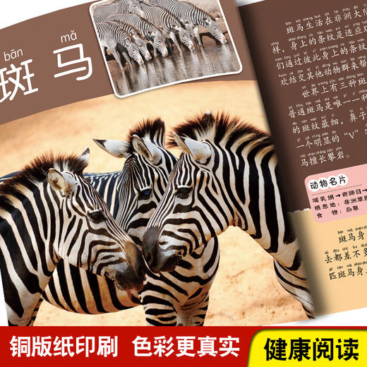 野生动物百科全书幼儿大百科全套动物世界儿童注音版科普小百科海洋空恐龙绘本科学认知幼儿少儿3-6岁书籍dk世界小学生百科书籍 商品图3