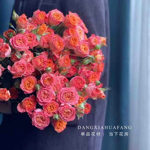 【AB级橙铃铛多头玫瑰】10支/份 长约60-65cm 商品图5