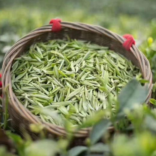 【2026头茬蒙顶甘露】非遗传承人魏老师私茶，国家地标产品，非市面流通货， 五代非遗传承，手工烘焙温性绿茶 商品图8