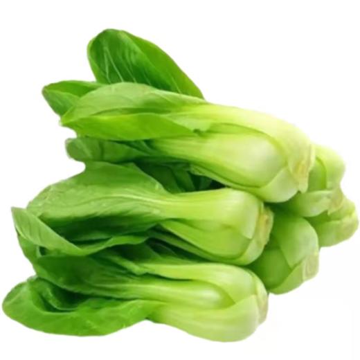 大头油菜 商品图0