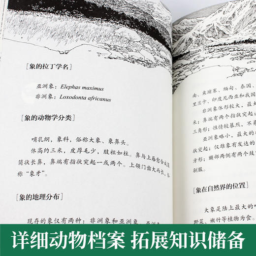 最后一头战象 正版书沈石溪的书动物小说大王 小学生三四五六年级课外书籍青少年读物8-10-12-15岁儿童文学童话故事书浙江少儿 商品图2