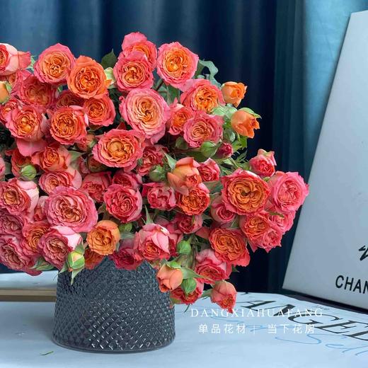【AB级橙铃铛多头玫瑰】10支/份 长约60-65cm 商品图3