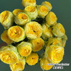 肯尼亚红土地Golden Trendsetter 黄金宝藏多头玫瑰5支 商品缩略图0