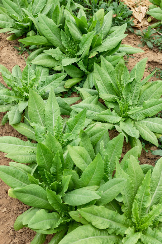 自产/有机油麦菜 商品图4