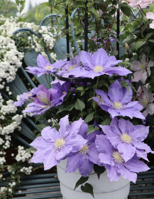 【绿植现货】1加仑铁线莲50（现货 下单即可到店自提） 商品图10