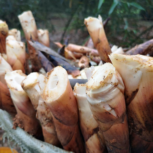 『明月村雷竹笋』现挖现发，鲜嫩甘甜，熊猫都爱吃的笋 商品图1