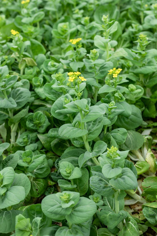 自产/有机白菜苔 商品图1