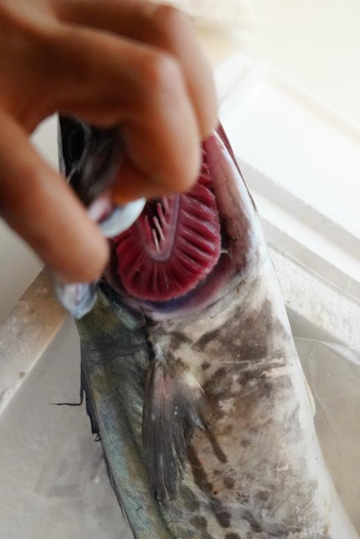 【肥嫩鲜润】 宁波鰆鯃/川乌鱼 当日鲜捕 优中选优 冰鲜到家 商品图8