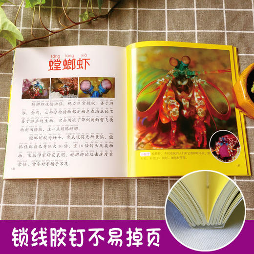 任选3册 好奇心大百科丛书自然海洋动植物鸟类昆虫名车 彩图注音小学生6-8-10-12周岁儿童科普启蒙认知百科大全书开阔视野激发思考 商品图4