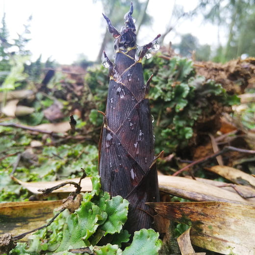 『明月村雷竹笋』现挖现发，鲜嫩甘甜，熊猫都爱吃的笋 商品图3