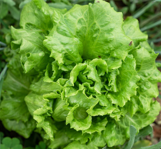 自产/有机生菜 商品图5