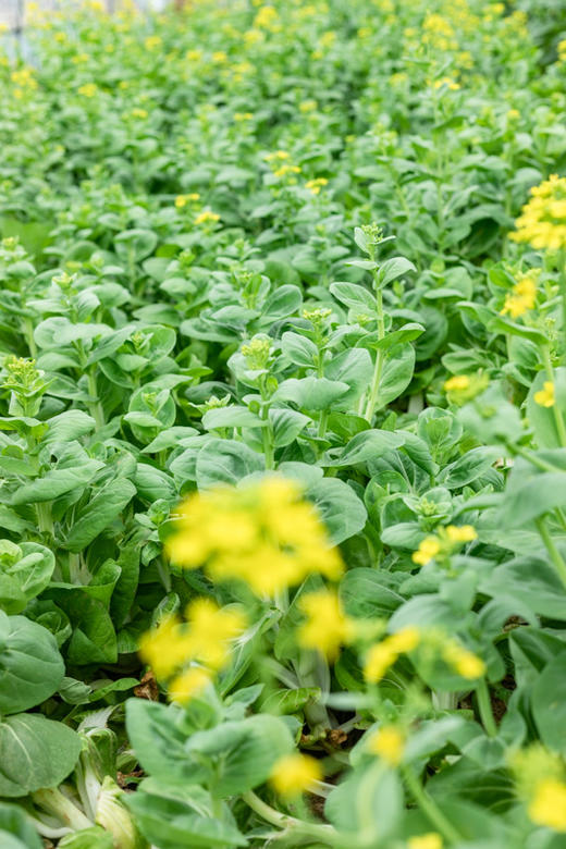 自产/有机白菜苔 商品图2