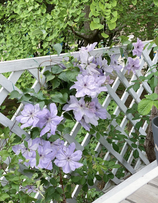 【绿植现货】1加仑铁线莲50（现货 下单即可到店自提） 商品图12