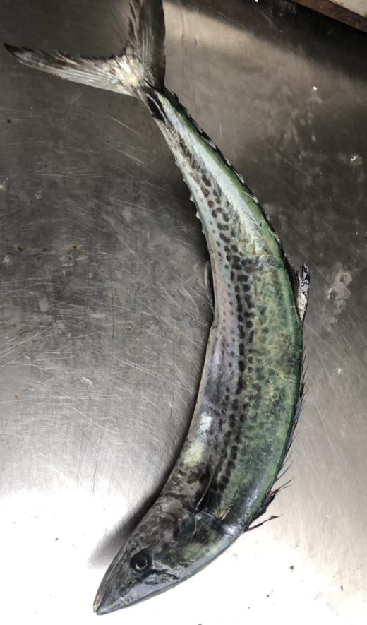 【肥嫩鲜润】 宁波鰆鯃/川乌鱼 当日鲜捕 优中选优 冰鲜到家 商品图1