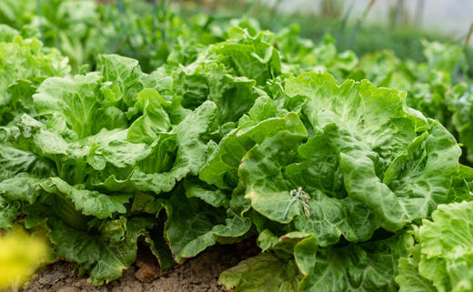 自产/有机生菜 商品图7