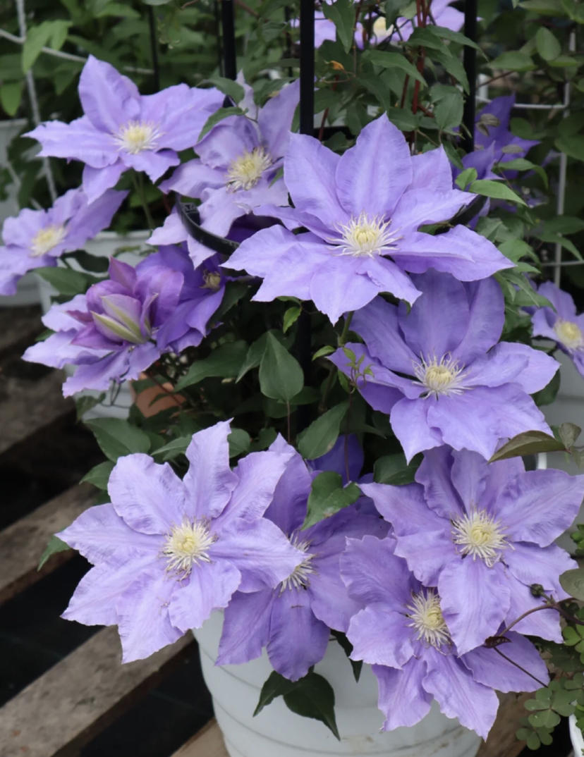 【绿植现货】仙女紫铁线莲hf杨60 (现货 下单即可到店自提)