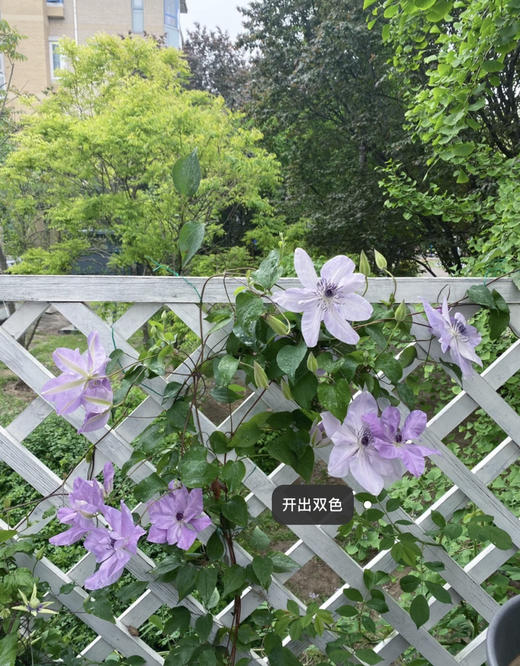 【绿植现货】1加仑铁线莲50（现货 下单即可到店自提） 商品图13