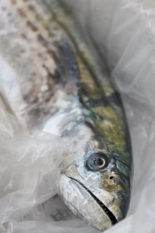 【肥嫩鲜润】 宁波鰆鯃/川乌鱼 当日鲜捕 优中选优 冰鲜到家 商品图6