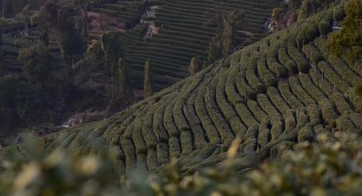 狮峰龙井天花板产区送虎跑泉水  浙礼 商品图3