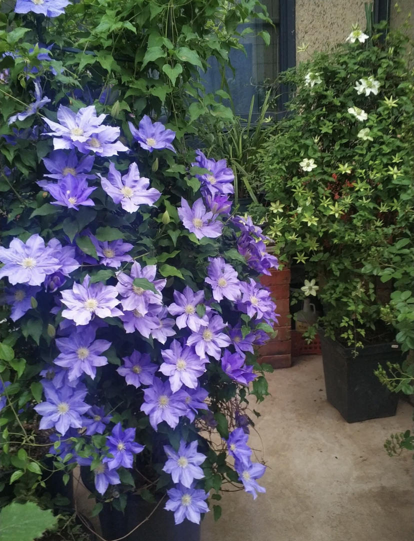 【绿植现货】仙女紫铁线莲hf杨60 (现货 下单即可到店自提)