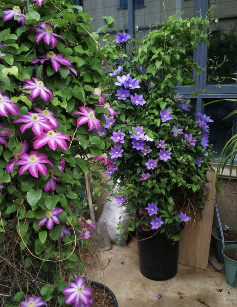 【绿植现货】1加仑铁线莲50（现货 下单即可到店自提）