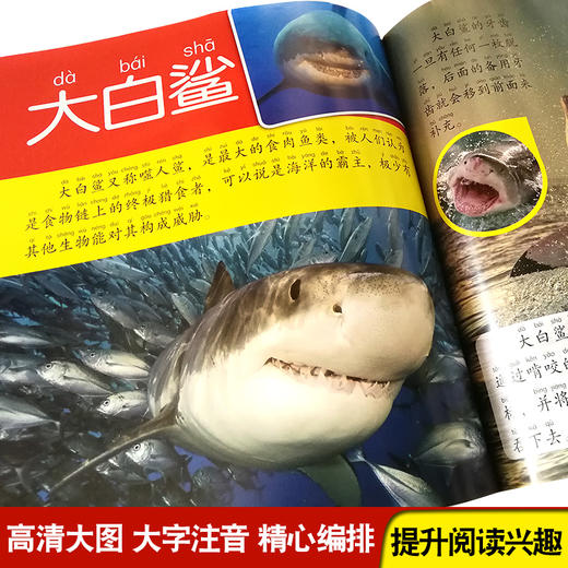 海洋动物少儿博物百科全书大百科全套幼儿生物绘本少年儿童版注音课外读物启蒙认知科普小学生海底生物世界儿童绘本书籍课外认知书 商品图2