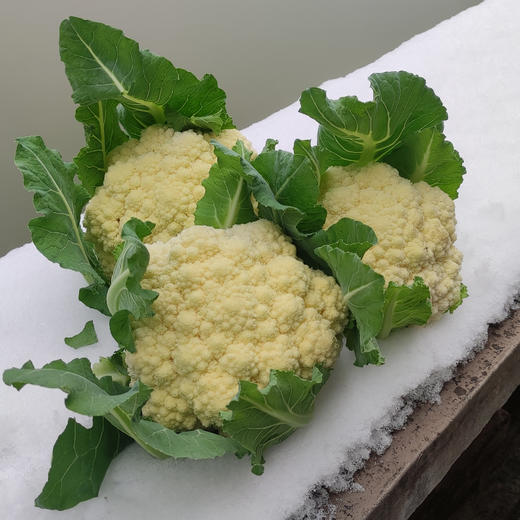 【农场发货】六里地现采白菜花400g 商品图1