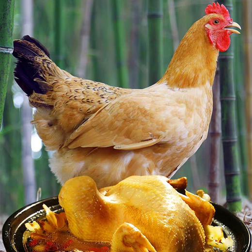 【BH】【XY】400天 大别山散养土鸡（母） 商品图1