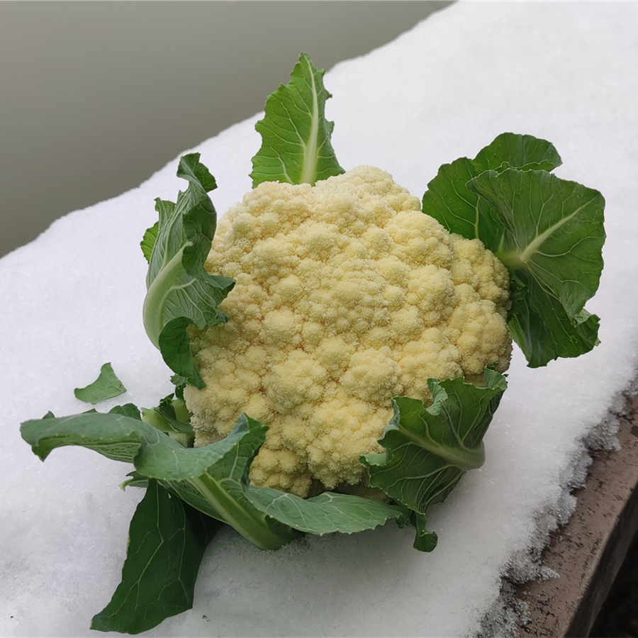 【农场发货】六里地现采白菜花400g