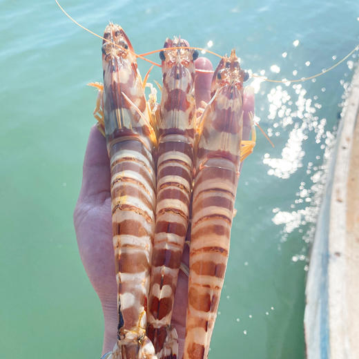 海捕大斑节虾，天然深海大虾，个肥体大活冻 商品图3