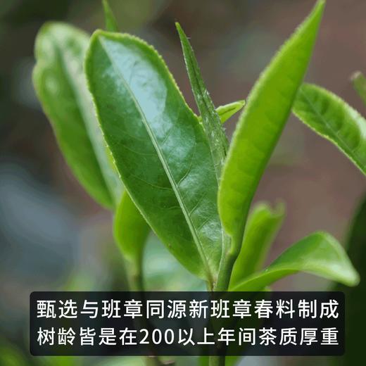 2022春茶 古200新班章云南古树茶普洱茶生茶饼357g*7饼 商品图4