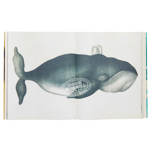 【中商原版】John Derian Picture Book 进口艺术 约翰德里安画集 商品图7