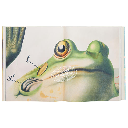 【中商原版】John Derian Picture Book 进口艺术 约翰德里安画集 商品图4