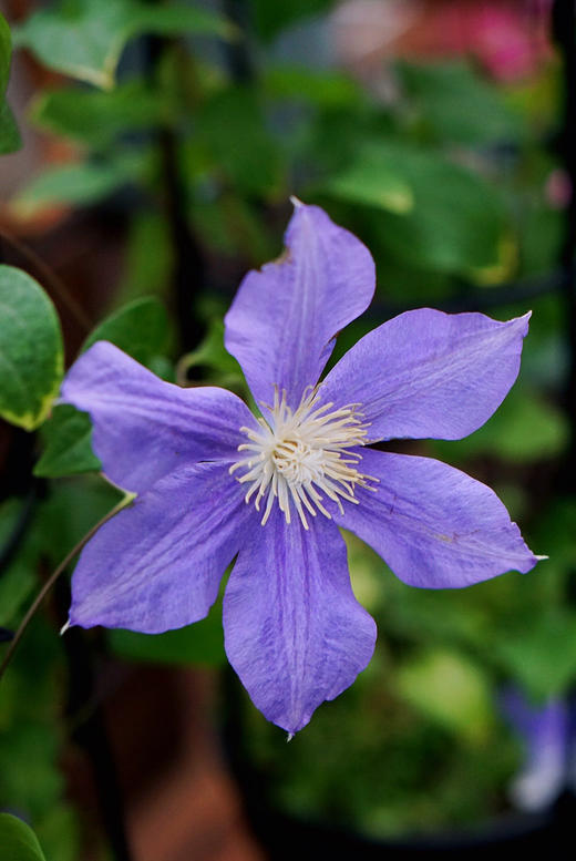 【绿植现货】1加仑铁线莲50（现货 下单即可到店自提） 商品图3