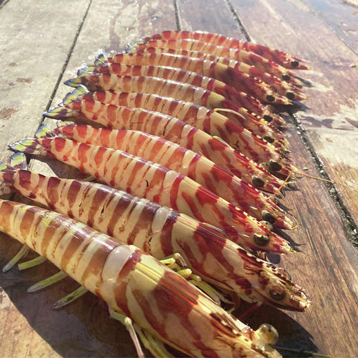 海捕大斑节虾，天然深海大虾，个肥体大活冻 商品图5