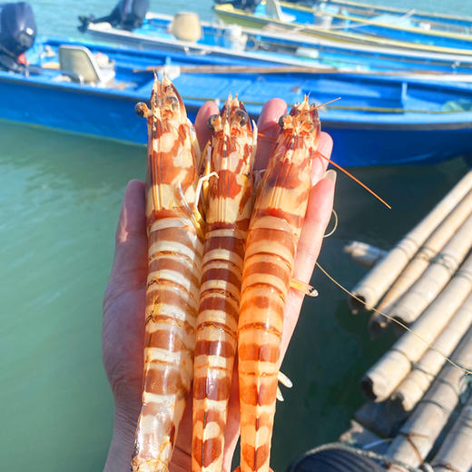 海捕大斑节虾，天然深海大虾，个肥体大活冻 商品图4