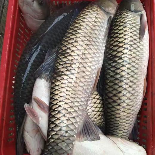 草鱼（小号，约3斤/条）（斤）买3斤才是一条！ 商品图1