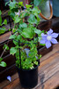 【绿植现货】1加仑铁线莲50（现货 下单即可到店自提） 商品缩略图2