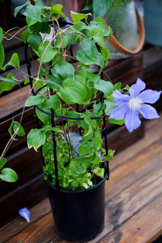 【绿植现货】1加仑铁线莲50（现货 下单即可到店自提） 商品图2