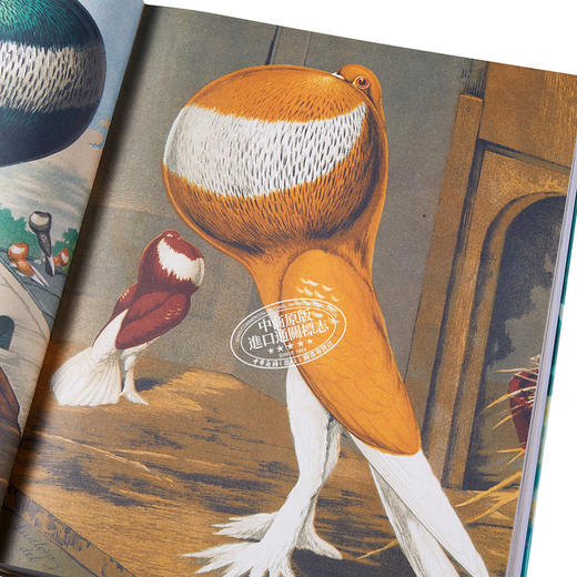 【中商原版】John Derian Picture Book 进口艺术 约翰德里安画集 商品图3