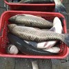 草鱼（小号，约3斤/条）（斤）买3斤才是一条！ 商品缩略图0