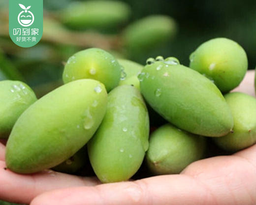 福州甜橄榄/1份（约500g） 商品图2