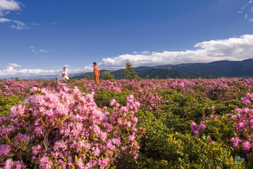 千湖山碧沽天池杜鹃花海•梅里雪山•纳帕海六天<全程越野车> 商品图2