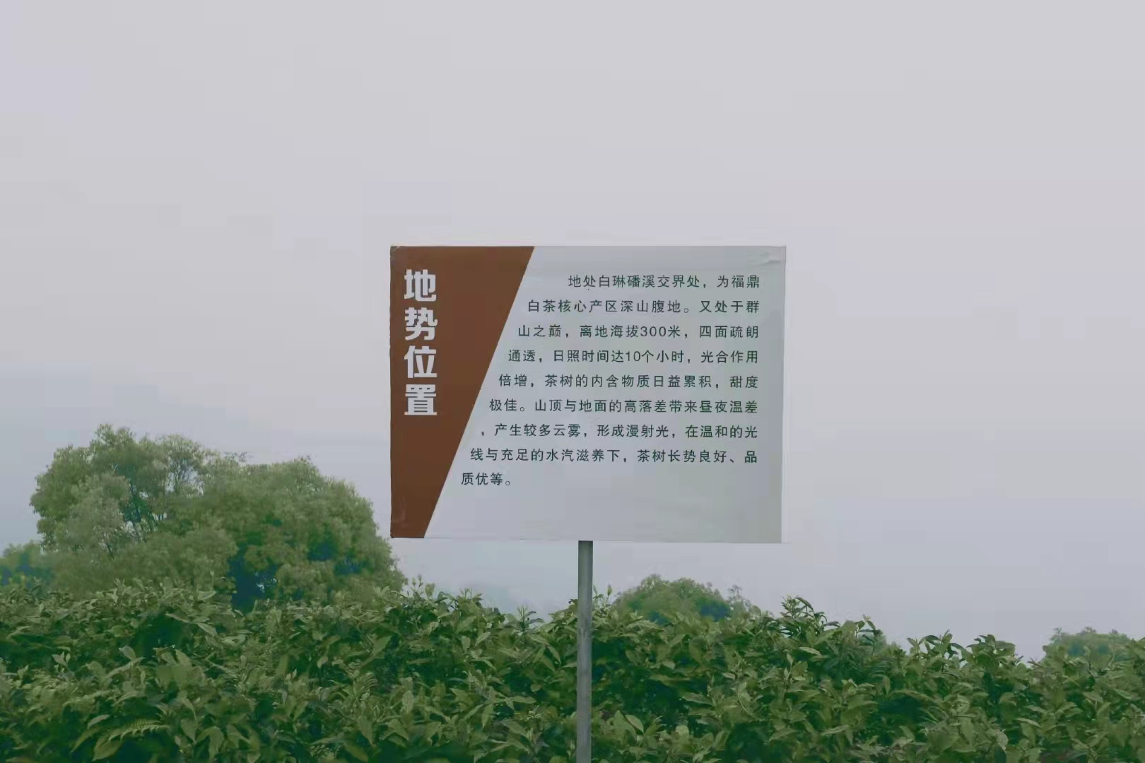 2022年  覆雪的茶  福鼎白茶 「芳雅」古法炭焙工艺  甜、活、暖、润  白毫银针 白牡丹 寿眉