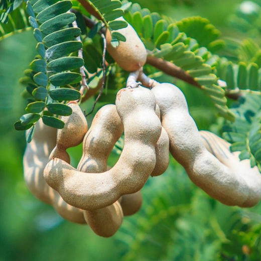 云南甜酸角  个大饱满味道酸甜开胃小零食 果肉厚实  外皮脆     酸酸甜甜  居家休闲的一款美味小零食 商品图1