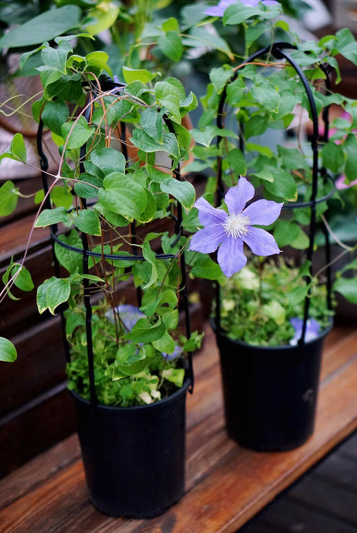 【绿植现货】1加仑铁线莲50（现货 下单即可到店自提） 商品图1