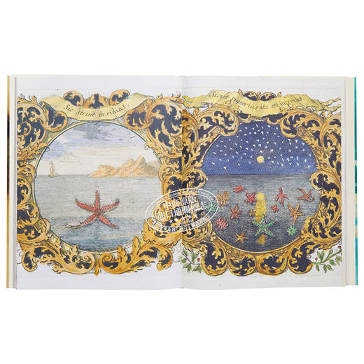 【中商原版】John Derian Picture Book 进口艺术 约翰德里安画集 商品图5